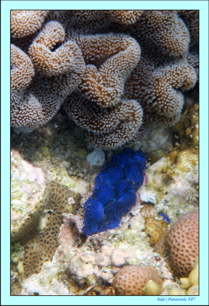 2009    07    Manatabuan 32